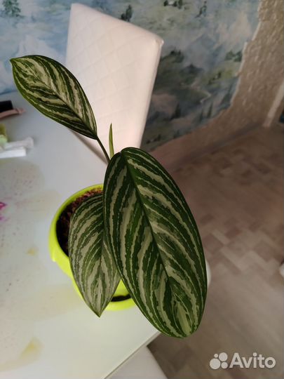 Аглаонема страйпс