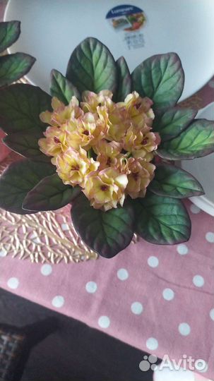 Фиалка из фоамирана