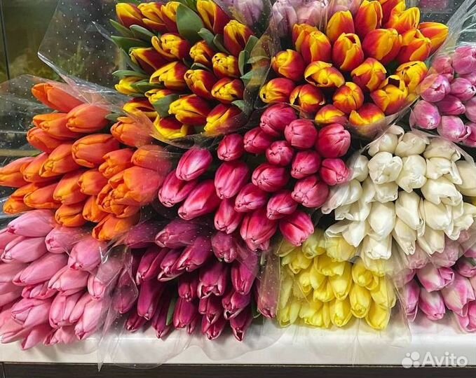 Тюльпаны - цветы оптом и в розницу