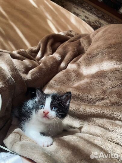 Котенок девочка в добрые руки