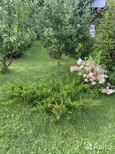 Можжевельник, барбарисы, гортензия