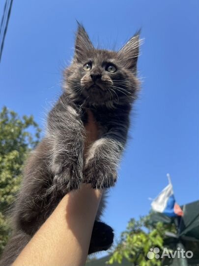 Котёнок мейн-кун продан