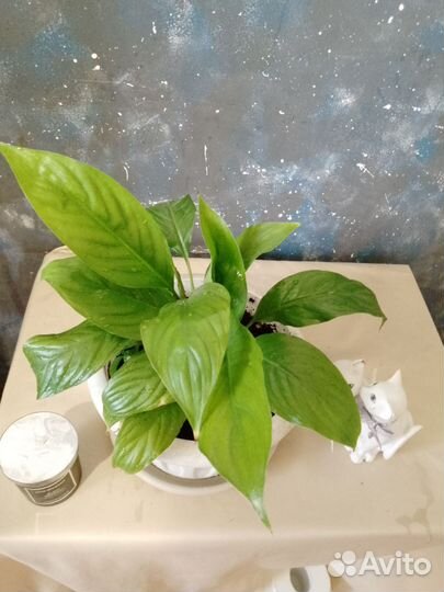 Спатифиллум