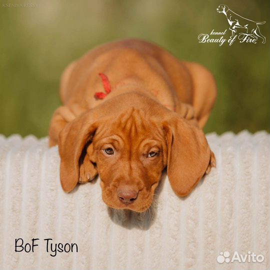 Выжла (венгерская легавая) питомник