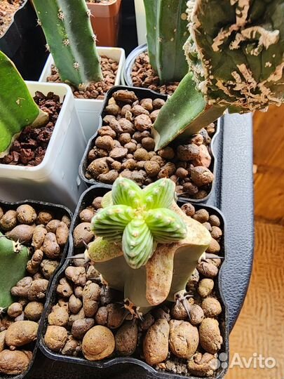 Кактус астрофитум