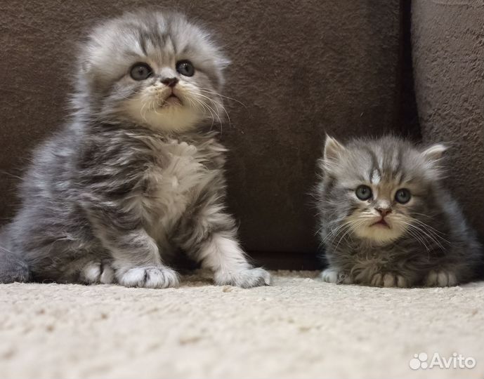 Шотландские котята