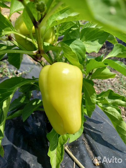 Перец болгарский