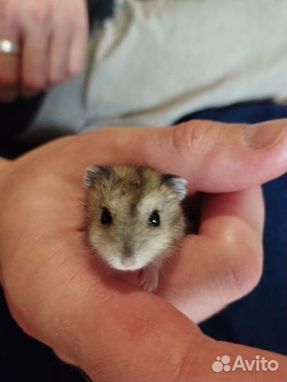 Джунгарский хомяк