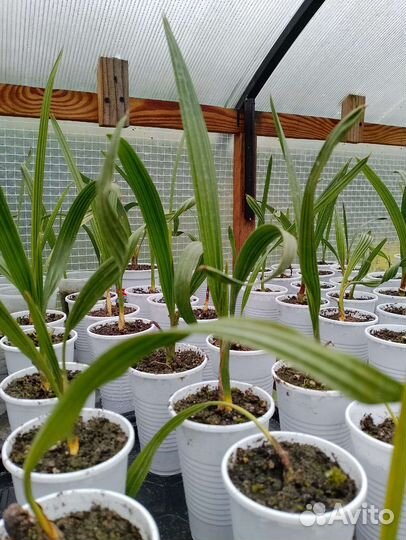 Саженцы пальмы финик Канарский