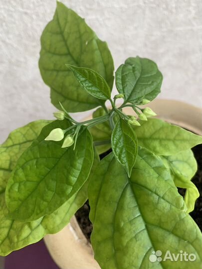 Комнатный цветок Клеродендрум