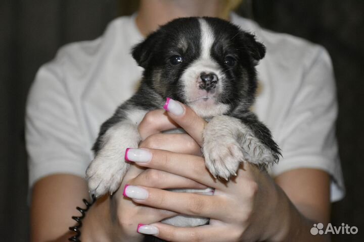 Щенки в дар в добрые руки