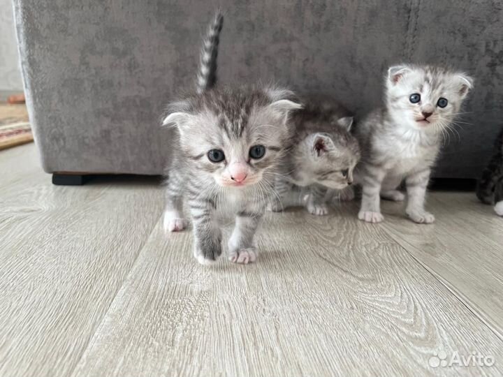 Котята породистые