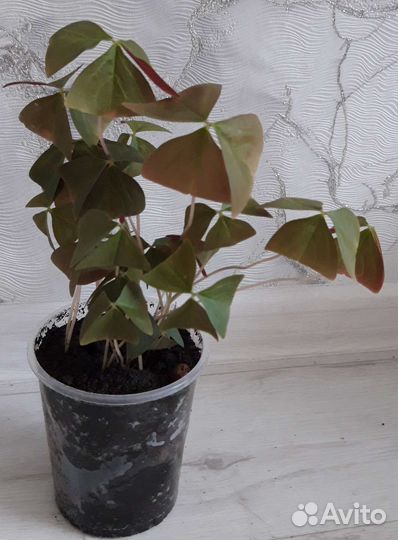 Комнатные цветы