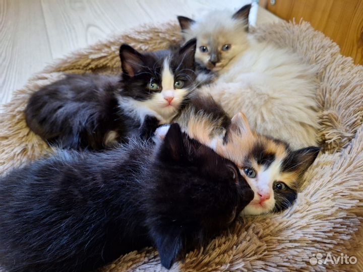 Отдам котят