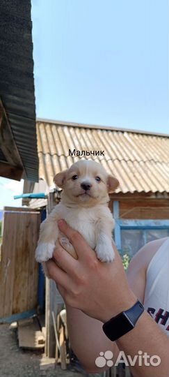 Щенки маленьких пород