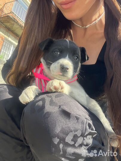 Щенок