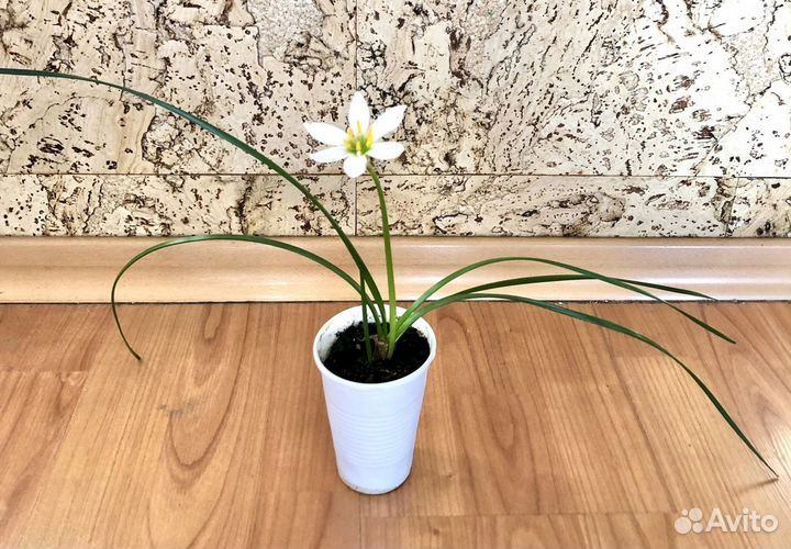 Зефирантес белый (выскочка)