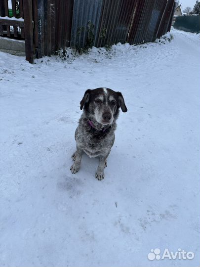 Собака в добрые руки