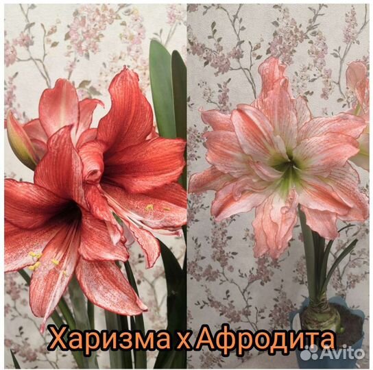 Гиппеаструм (сеянцы)