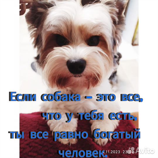 Бивер йорк вязка