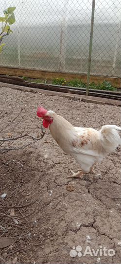 Молодые петухи