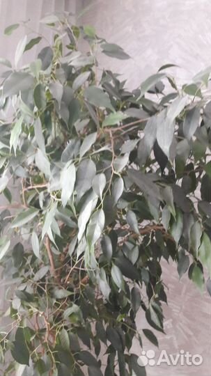 Фикус бенджамина