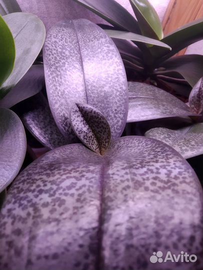 Ароматная орхидея фаленопсис (Дифьюжн)