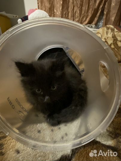 Отдам в добрые руки