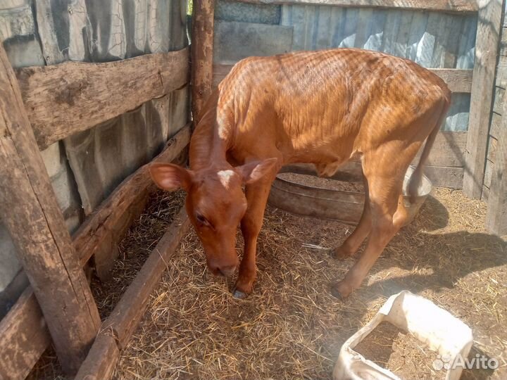 Телята; бычёк и тёлочка