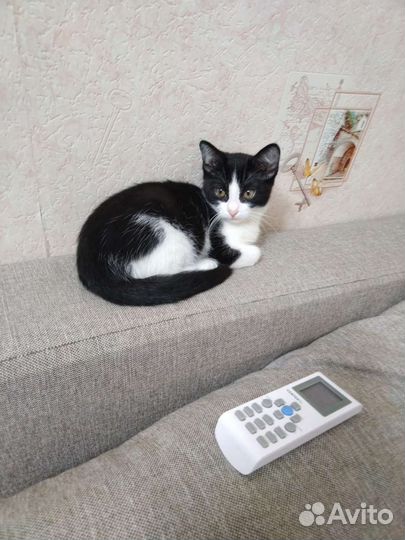 Котенок в добрые руки