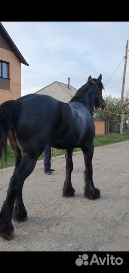 Жеребцы и кобылы