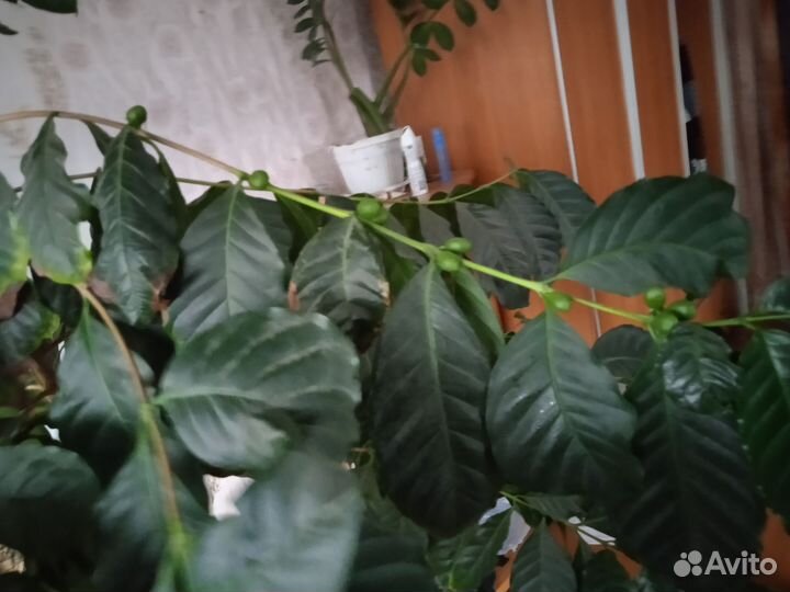 Кофе арабика дерево