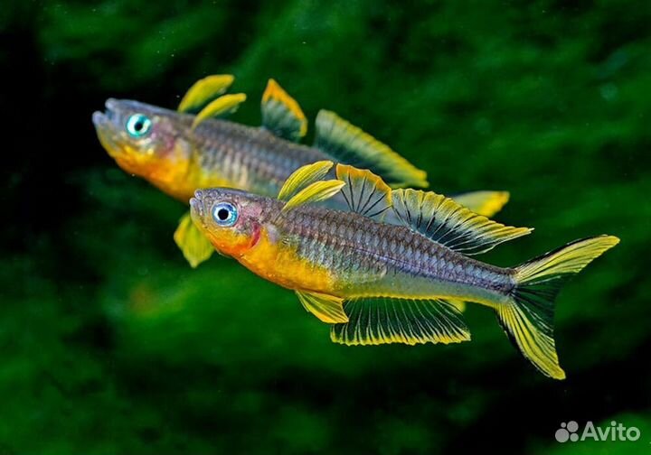 Аквариумные рыбки, коряги, грунты, фильтра и т.д