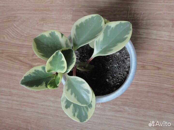 Продам пеперомию