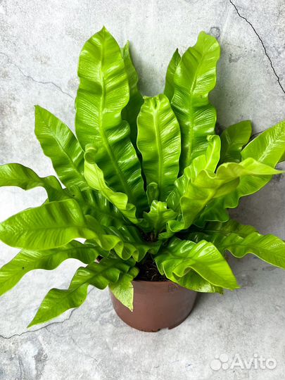 Асплениум диаметр 12 см