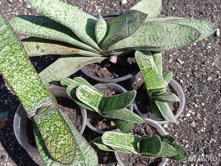 Гастерия вариегатная; Хавортии