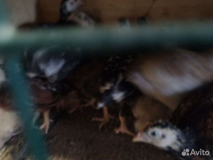 Цыплята корниш