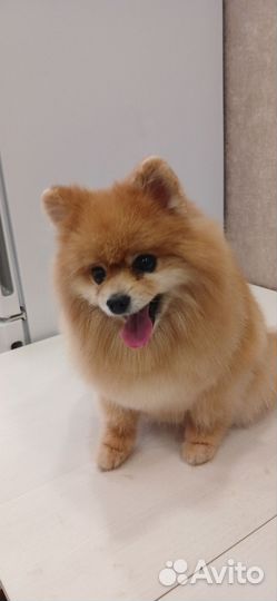 Стрижка собак и кошек