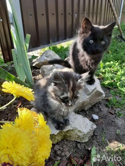 Котята отдам в добрые руки бесплатно