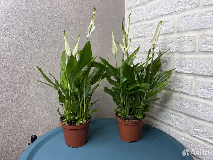 Спатифилум женское счастье комнатные цветы