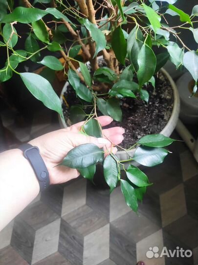 Фикус бенджамина большой