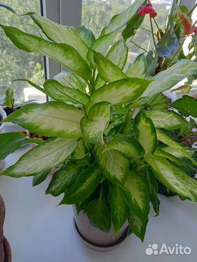 Диффенбахия