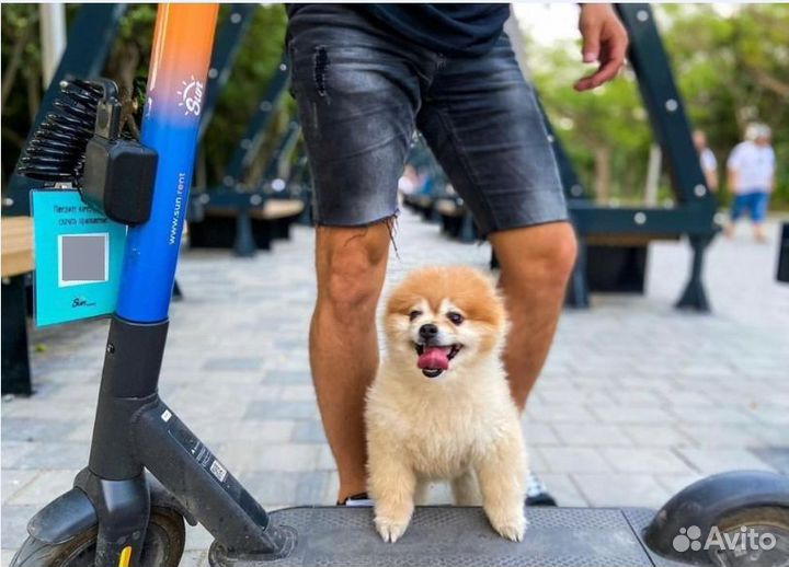 Электросамокаты Ninebot для кикшеринга