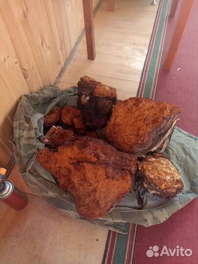 Березовый гриб чага