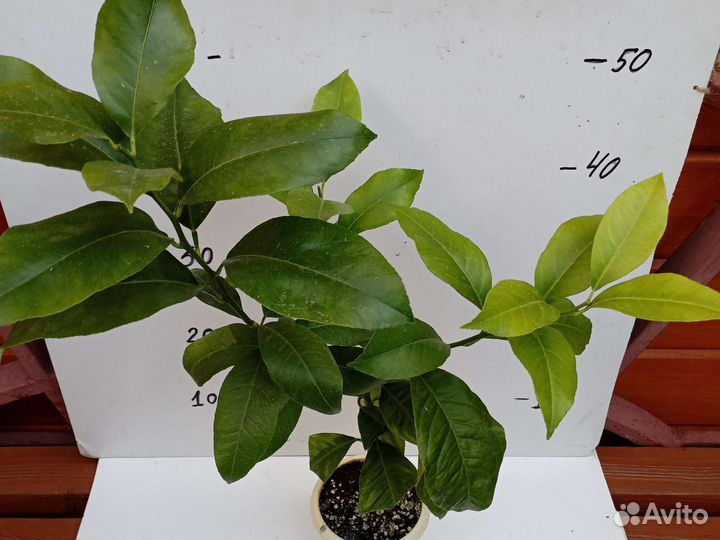 Лимон Лисбон