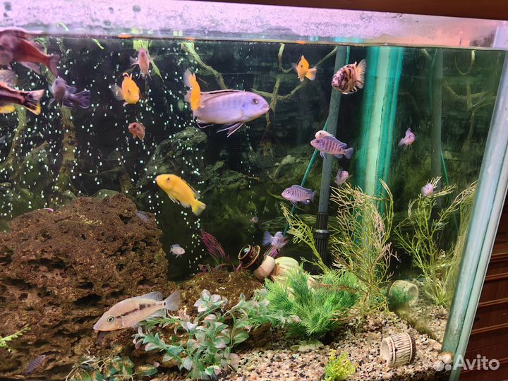 Малёк маловийской цихлиды