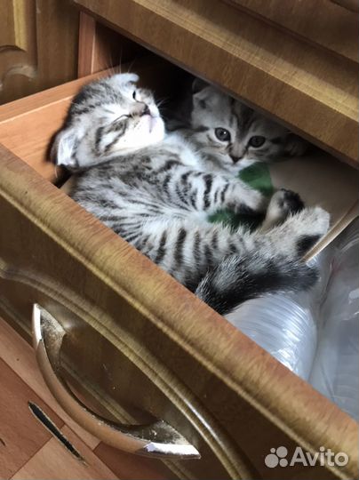 Котята Шотланцы