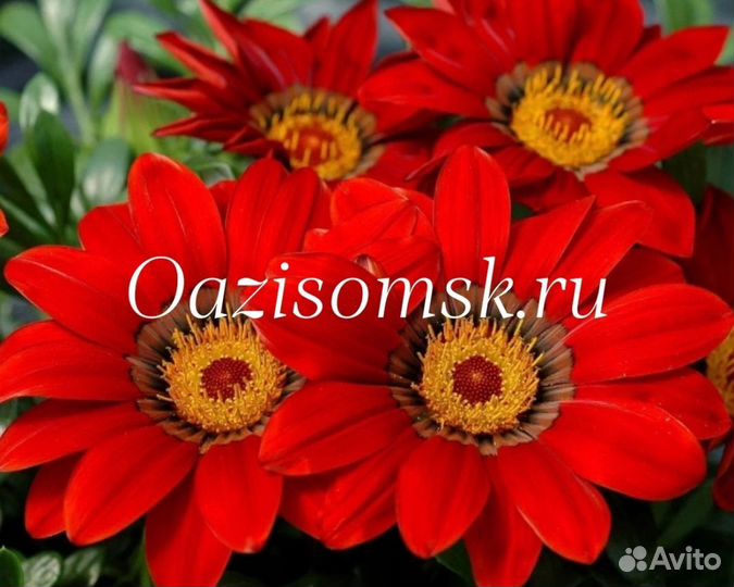 Рассада гацания