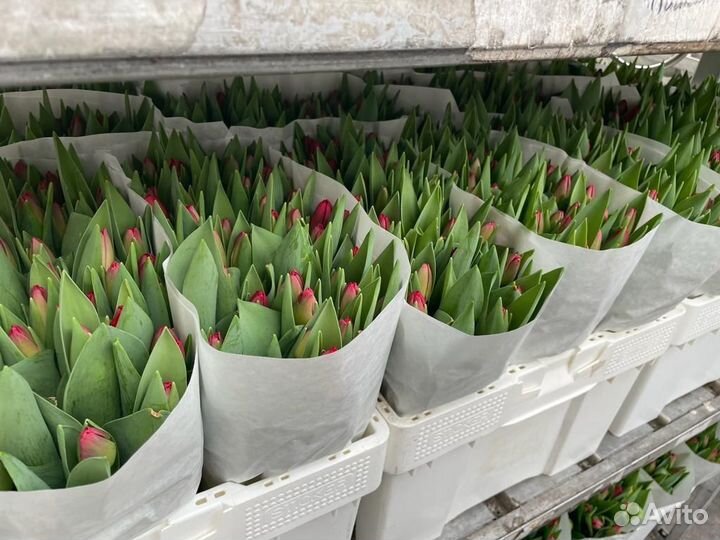 Тюльпаны к 8 марта оптом