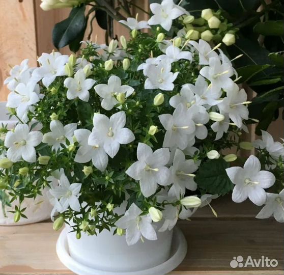 Комнатные цветы